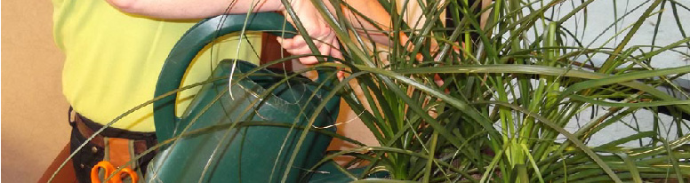A plant technician in a yellow shirt watering plants with a green watering can