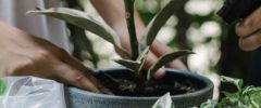 Two people repotting a variegated plant into a textured grey planter.