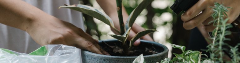 Two people repotting a variegated plant into a textured grey planter.