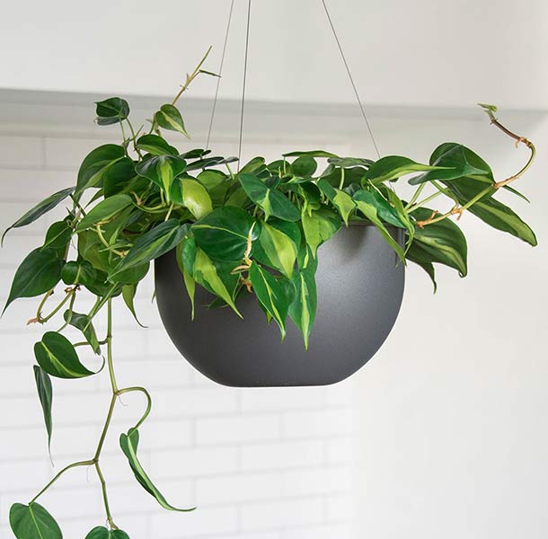 philodendron brazil vining plant cascading from a modern hanging planter