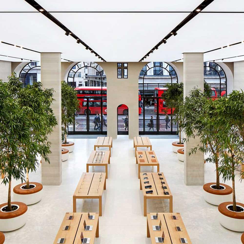 twelve Ficus Nitida trees, housed in large custom-designed plant containers