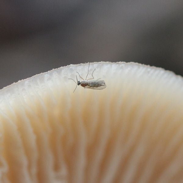 A close-up of a fungus gnat perched on the gills of a mushroom