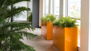 Indoor office corridor lined with bright orange planters filled with lush greenery by windows