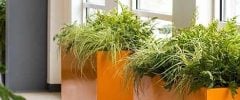 Indoor office corridor lined with bright orange planters filled with lush greenery by windows