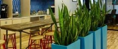 Snake plants in bold blue planters showcase modern interiorscape design in a bright office workspace