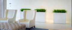 White rectangular planters with green foliage in a modern commercial lobby