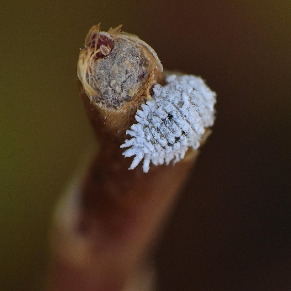 A close-up of a mealybug on a plant stem
