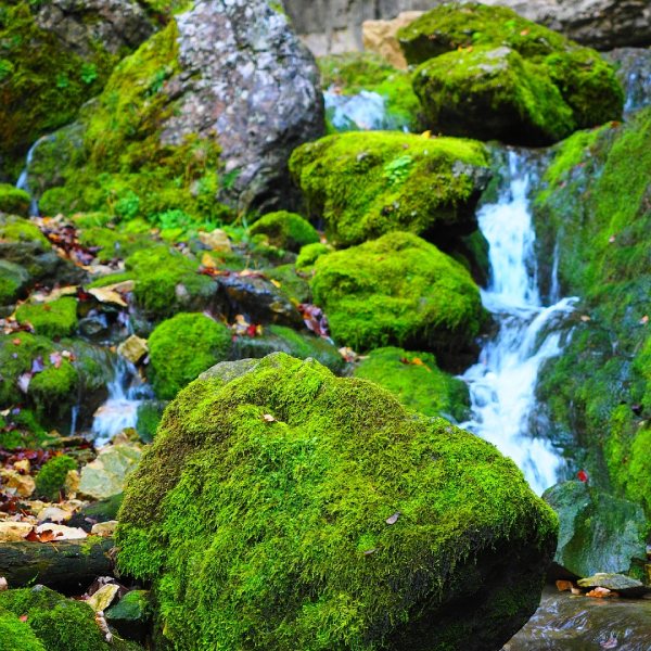Moss-covered rocks with water flowing through.
