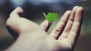 a person holding a small plant, symbolizing the act of nurturing and caring for its development