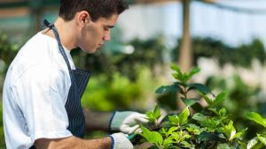 a plant technician performing plant maintenance for more robust growth