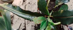 An overhead view of two potted plants, one with damaged leaves and spilled spoil.