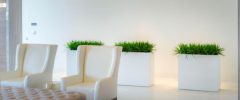 Three white rectangular planters with green plants in a modern office seating area