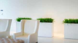 Office Plant Placement: 4 Locations to Avoid Featured Image