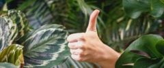 thumbs up in the center of vibrant green plant foliage