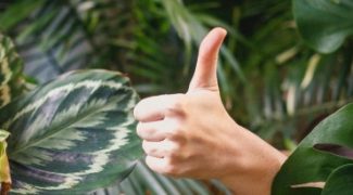 How to Start a Profitable Plant Rental Side Business Featured Image