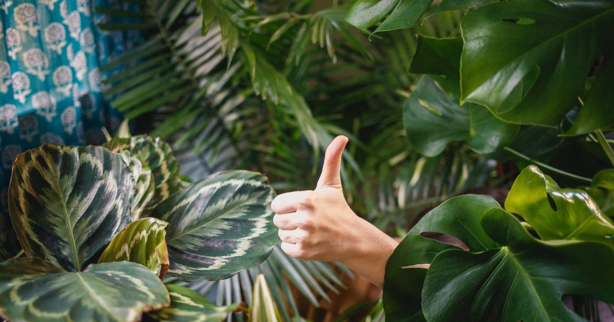 How to Start a Profitable Plant Rental Side Business