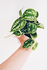 holding a pothos plant in outstretched to avoid leaves as potential skin irritant