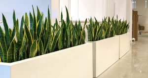 a line of white rectangular plant containers filled with snake plants creates privacy in an open office space