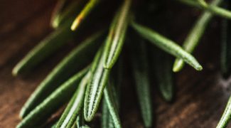Rosemary: Tips for Growing Indoors Featured Image