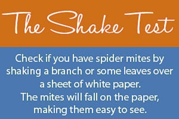 Instructions for the spider mite shake test, using a white paper method to reveal infestations