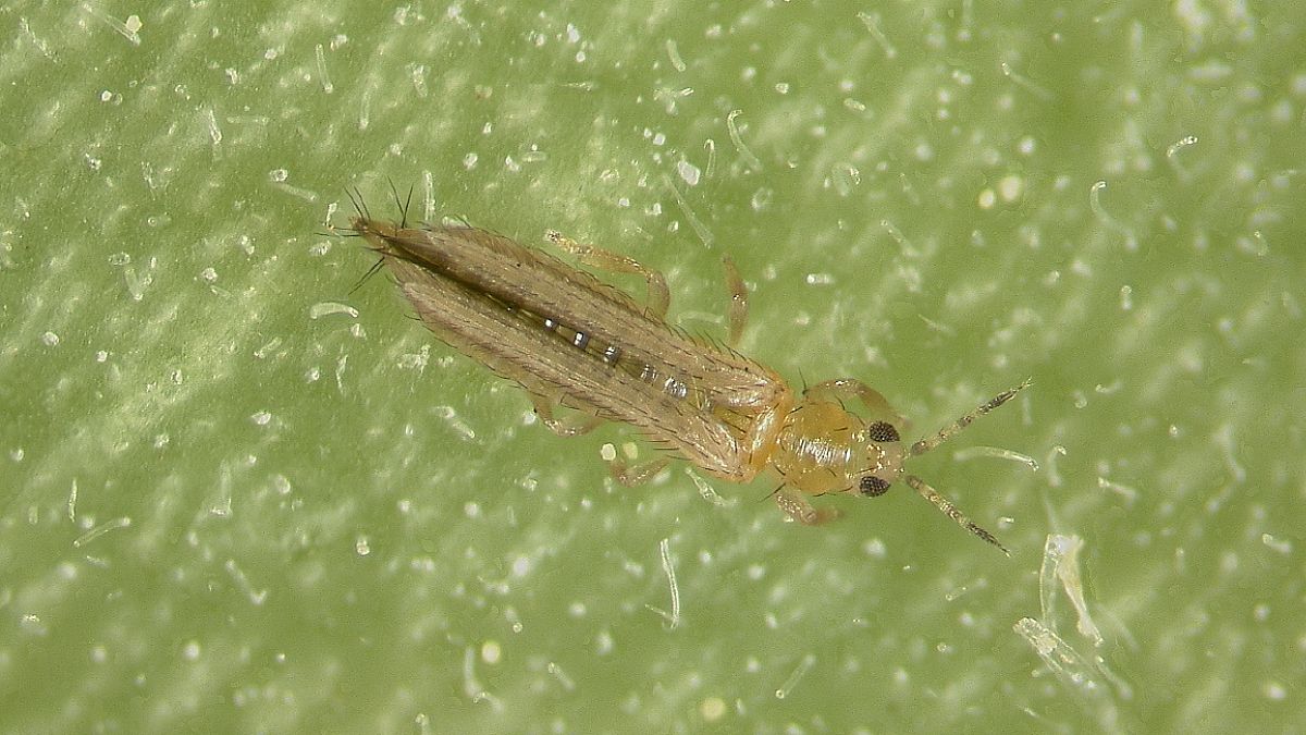 How to Identify and Manage Thrips - NewPro