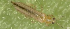A close-up of a thrips on a green leaf showing its elongated body and wings