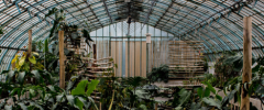 A lush greenhouse filled with tropical plants, featuring a wooden walkway