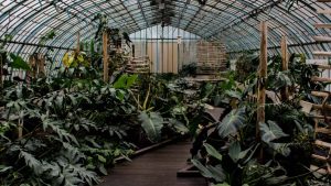 A lush greenhouse filled with tropical plants, featuring a wooden walkway
