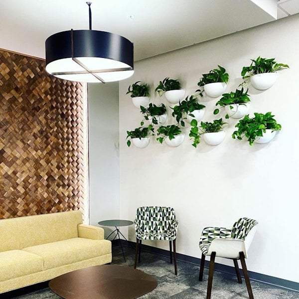 A living wall created with several white half round wall planters filled with hanging plants.