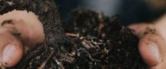 Hands holding a clump of soil with a small plant