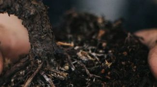When to Retire Plants in Client Accounts Featured Image