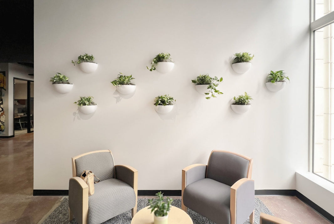 White half-sphere wall planters with pothos arranged on an office common area wall above two lounge chairs