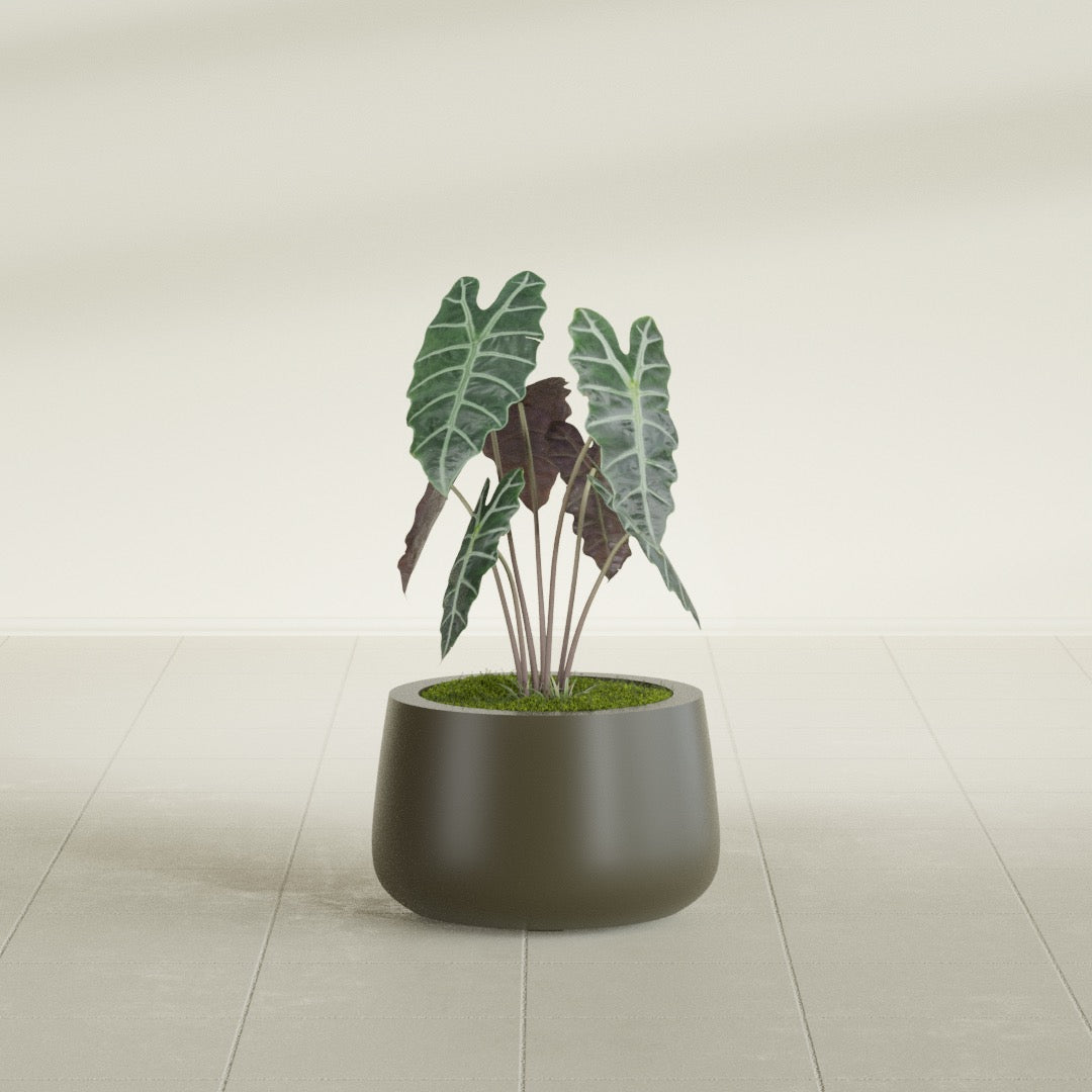 Short Hayden Small Round Fiberglass Planter - 12 in x 12 in x 7 in - Matte Bronze - Matte Bronze,12 in x 12 in x 7 in