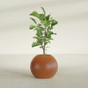 Globe Medium Sphere Fiberglass Planter - 24 in x 24 in x 19 in - Matte Terracotta - Matte Terracotta,24 in x 24 in x 20 in
