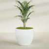 Wannsee Extra Large Round Fiberglass Planter - 50 in x 50 in x 44 in - Matte White - Matte White,50 in x 50 in x 44 in