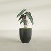 Valencia Small Round Fiberglass Planter - 15 in x 15 in x 18 in - Matte Charcoal - Matte Charcoal,15 in x 15 in x 18 in