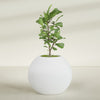 Globe Large Sphere Fiberglass Planter - 36 in x 36 in x 30 in - Gloss White - Gloss White,36 in x 36 in x 30 in