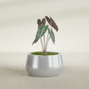 Short Hayden Small Round Fiberglass Planter - 16 in x 16 in x 8 in - Metallic Silver - Metallic Silver,16 in x 16 in x 8 in