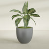 Alzira Large Round Fiberglass Planter - 30 in x 30 in x 28 in - Metallic Gunmetal - Metallic Gunmetal,30 in x 30 in x 28 in