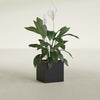 Montroy Small Cube Square Fiberglass Planter - 16 in x 16 in x 16 in - Matte Black - Matte Black,16 in x 16 in x 16 in