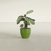 Wannsee Small Round Fiberglass Planter - 15 in x 15 in x 13 in - Satin Green - Satin Green,15 in x 15 in x 13 in