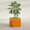 Montroy Large Cube Square Fiberglass Planter - 36 in x 36 in x 36 in - Gloss Tangerine - Gloss Tangerine,36 in x 36 in x 36 in
