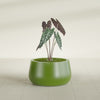 Short Hayden Small Round Fiberglass Planter - 16 in x 16 in x 8 in - Satin Green - Satin Green,16 in x 16 in x 8 in
