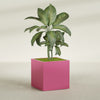 Montroy Large Cube Square Fiberglass Planter - 36 in x 36 in x 36 in - Gloss Pink Violet - Gloss Pink Violet,36 in x 36 in x 36 in