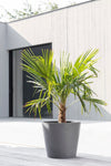 Amsterdam Small Round Planter - 15.8 in x 15.8 in x 13.8 in - Grey - Grey,15.75 in x 15.75 in x 13.75 in,Planter Only