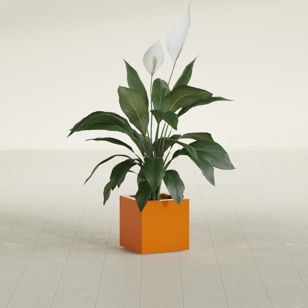 Montroy Small Cube Square Fiberglass Planter - 12 in x 12 in x 12 in - Gloss Tangerine - Gloss Tangerine,12 in x 12 in x 12 in