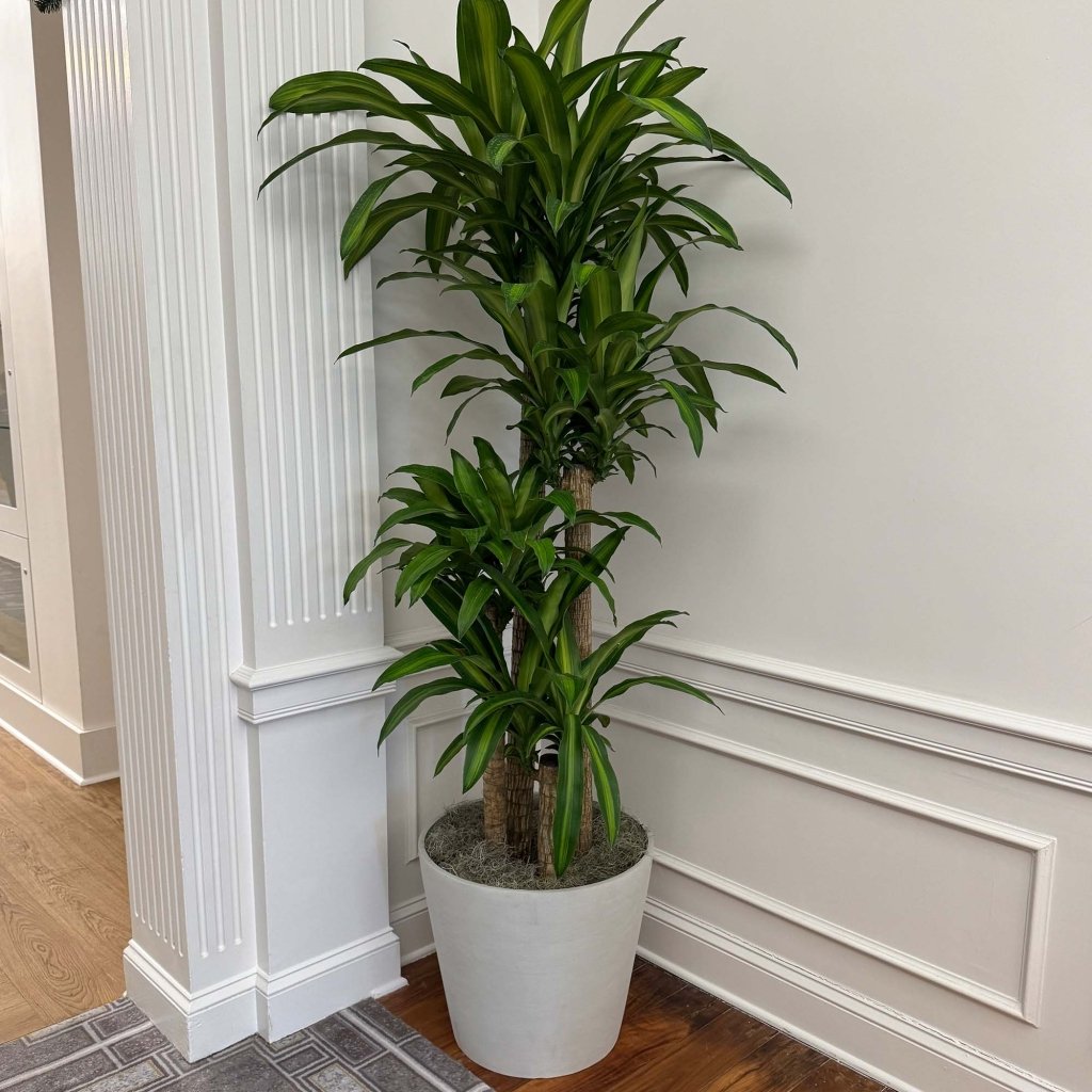 Amsterdam - 19.8in diam. x 17.3in