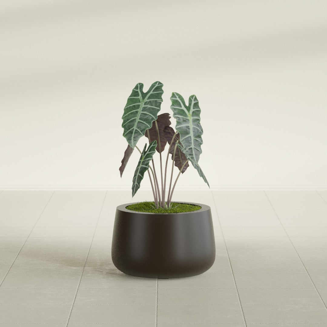 Short Hayden Small Round Fiberglass Planter - 12 in x 12 in x 7 in - Matte Brown - Matte Brown,12 in x 12 in x 7 in