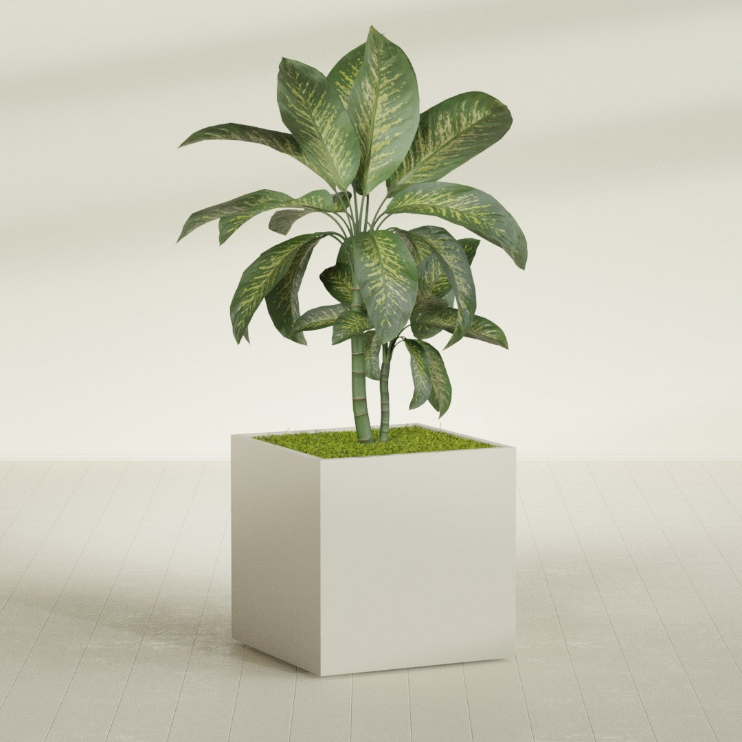 Montroy Large Cube Square Fiberglass Planter - 36 in x 36 in x 36 in - Satin Beige - Satin Beige,36 in x 36 in x 36 in