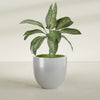Alzira Large Round Fiberglass Planter - 30 in x 30 in x 28 in - Metallic Silver - Metallic Silver,30 in x 30 in x 28 in